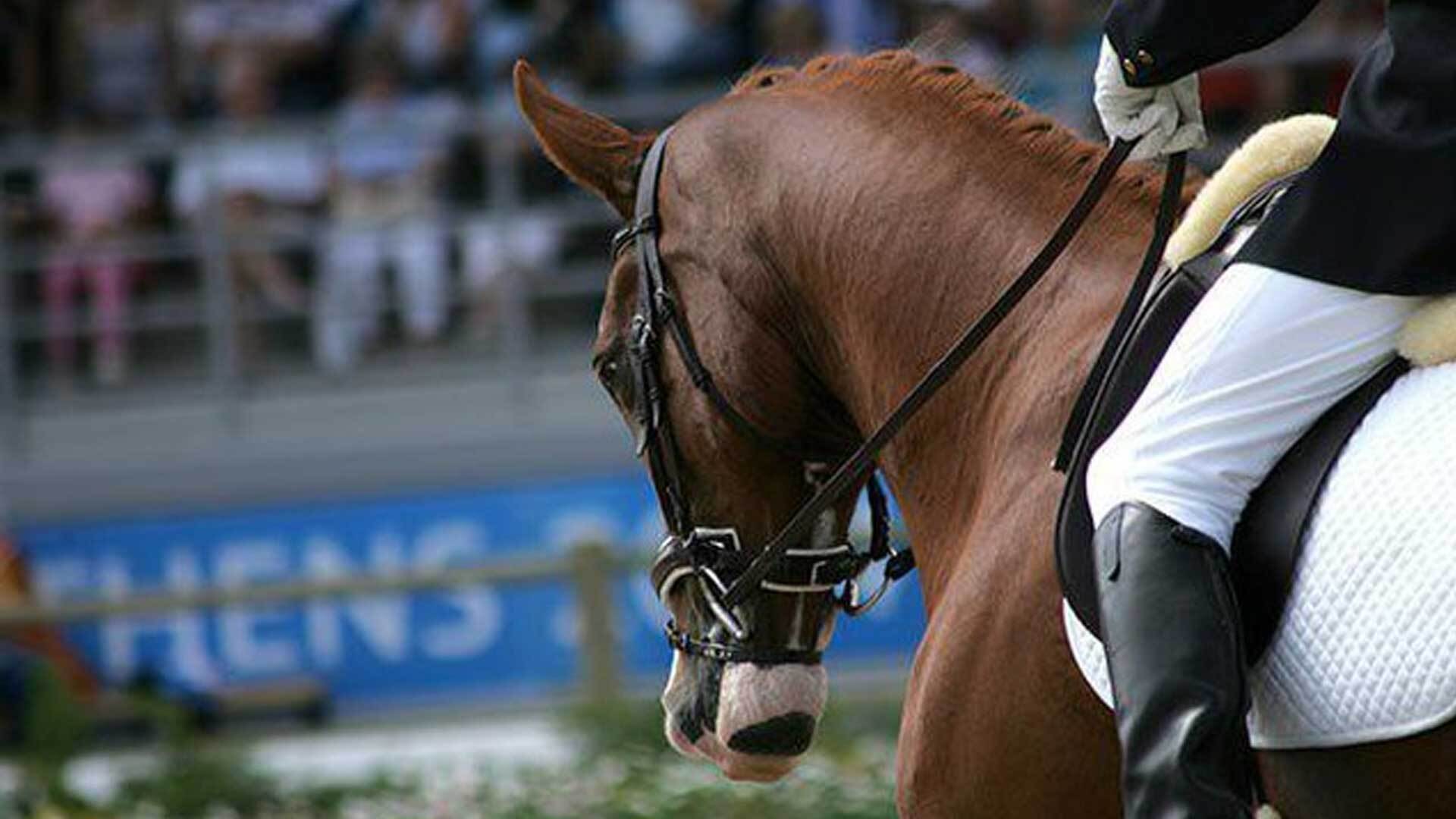 فدراسیون سوارکاری همچنان بلاتکلیف؛ دهن کجی سرپرست به معاون وزیر ورزش؟ فدراسیون سوارکاری همچنان بلاتکلیف؛ دهن کجی سرپرست به معاون وزیر ورزش؟